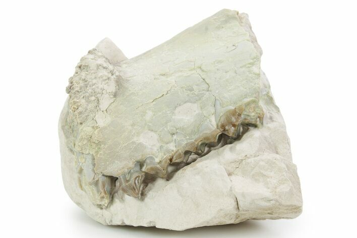 Unprepared Fossil Oreodont (Merycoidodon) Jaw - South Dakota #355976